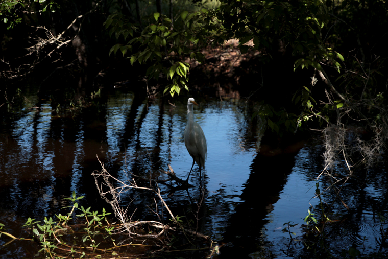 Born in the bayou louisiana swamp tour 02 Born in the bayou