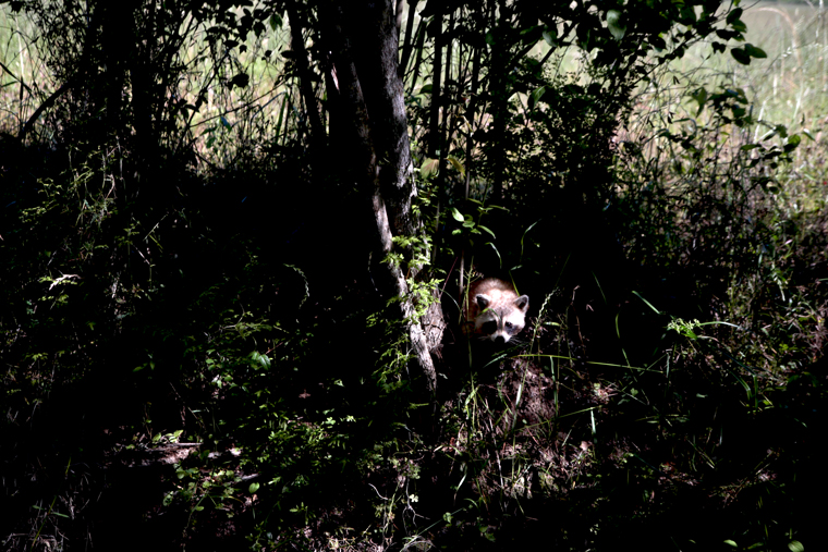 Born in the bayou louisiana swamp tour 03 Born in the bayou