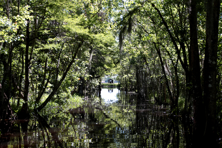 Born in the bayou louisiana swamp tour 04 Born in the bayou