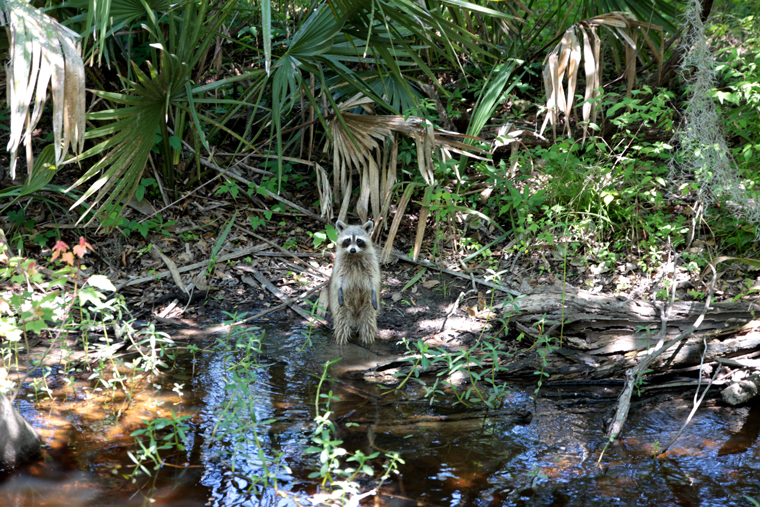 Born in the bayou louisiana swamp tour 05 Born in the bayou