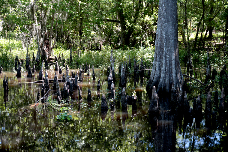 Born in the bayou louisiana swamp tour 06 Born in the bayou