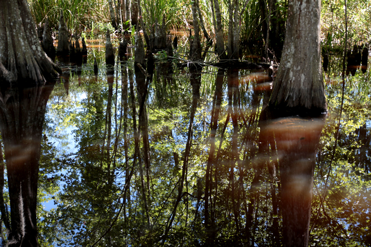 Born in the bayou louisiana swamp tour 07 Born in the bayou