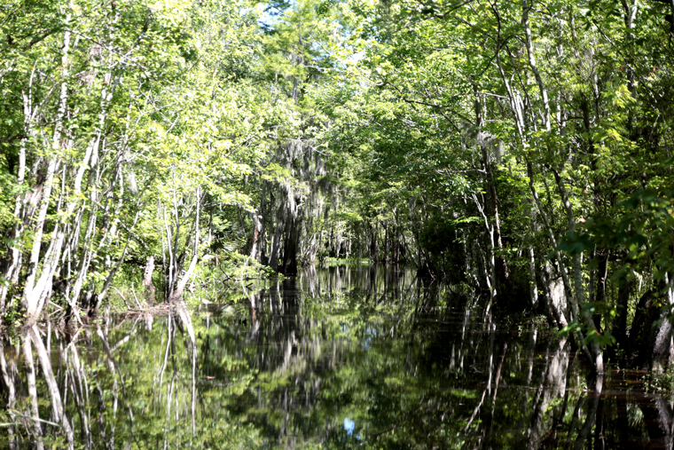 Born in the bayou louisiana swamp tour 09 Born in the bayou